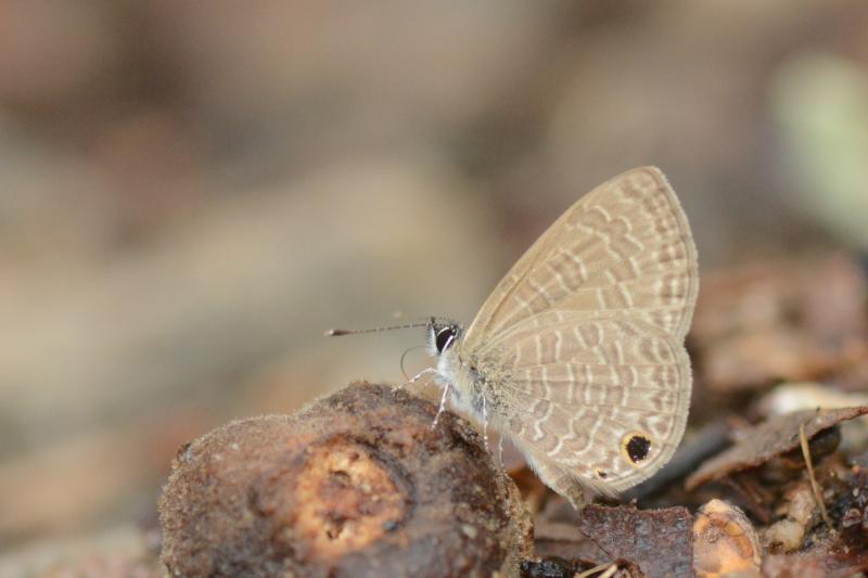 BOI-pph645