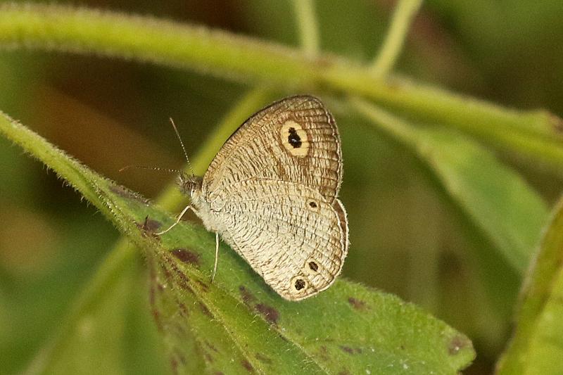 BOI-pph663