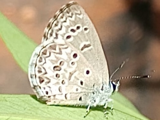 BOI-ppf941