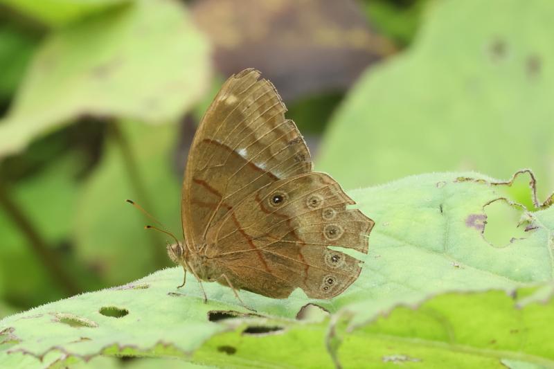 BOI-pph958