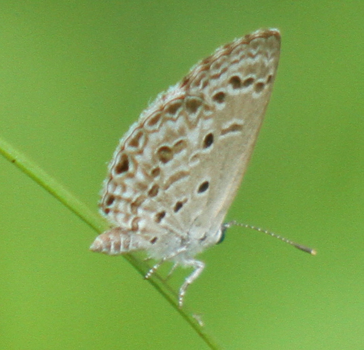 BOI-ppj531