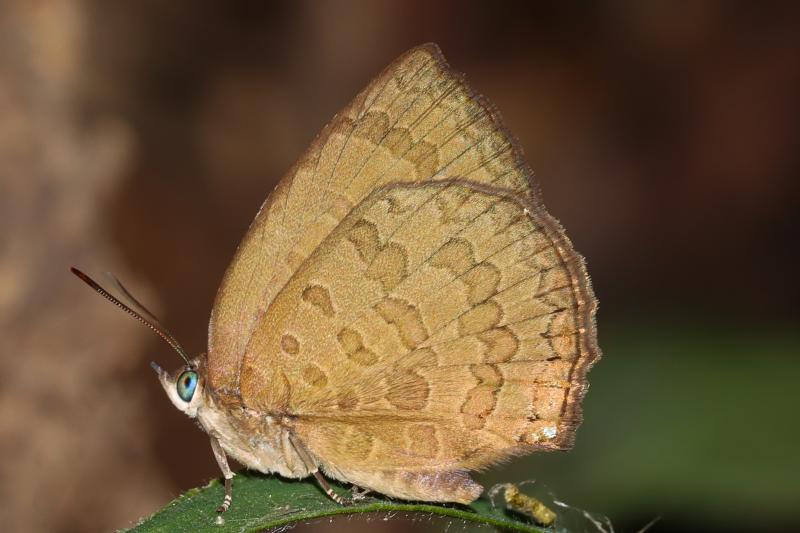 BOI-ppr839