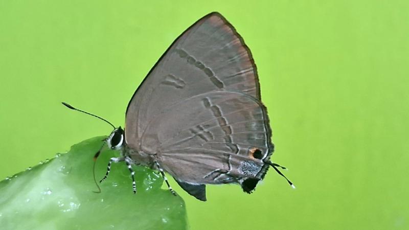 BOI-pqa275