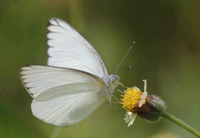 BOI-pqp995