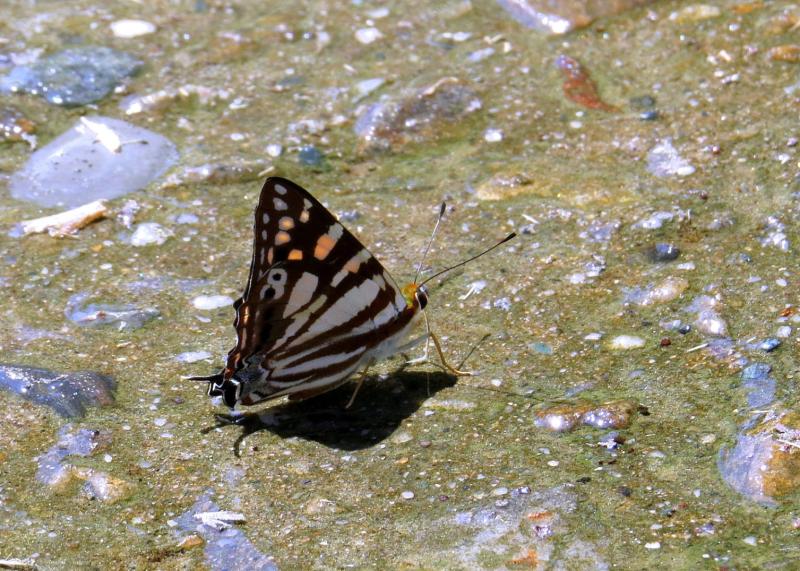 BOI-pqq250