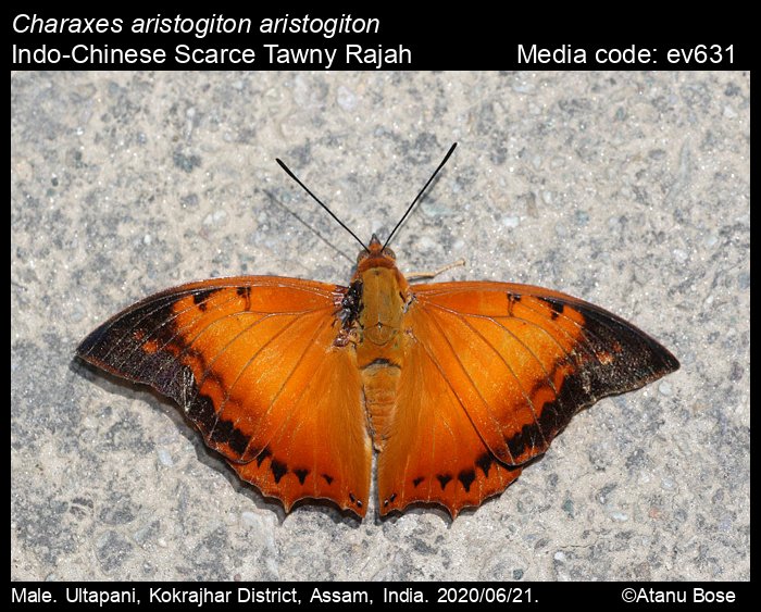 Scarce Tawny Rajah Charaxes aristogiton Butterfly Specimen in Amber Clear Block 