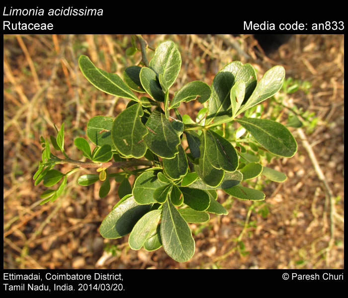 Limonia Acidissima Butterfly