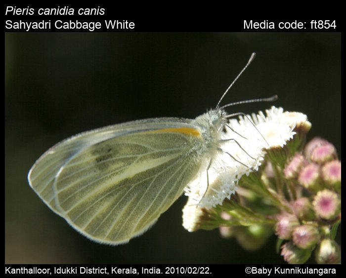 Two (2) Pieris candia, WHITE Butterflies, A1 Real Dry-Preserved Butter 