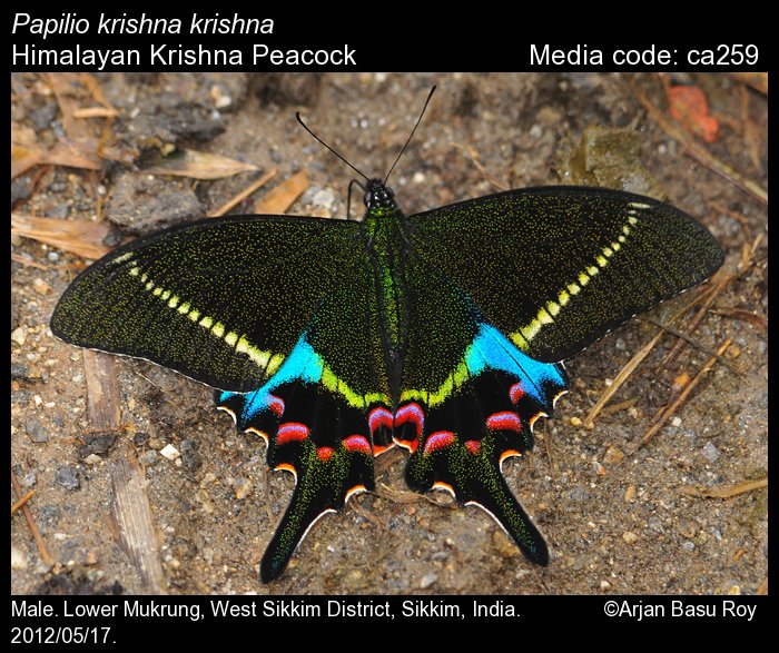 Papilio krishna ssp thawgawa Männchen 