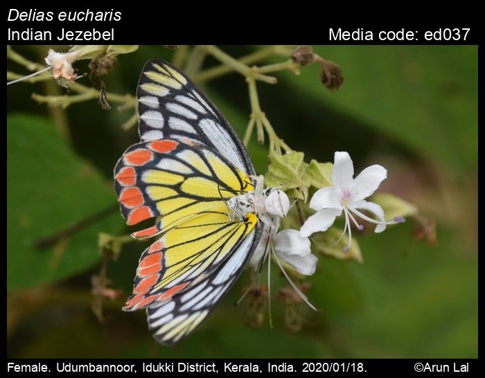 ed037