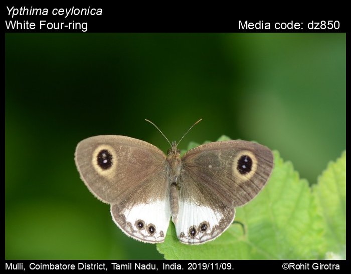 White Four Ring Butterfly On Tip Stock Photo 2112414110 | Shutterstock