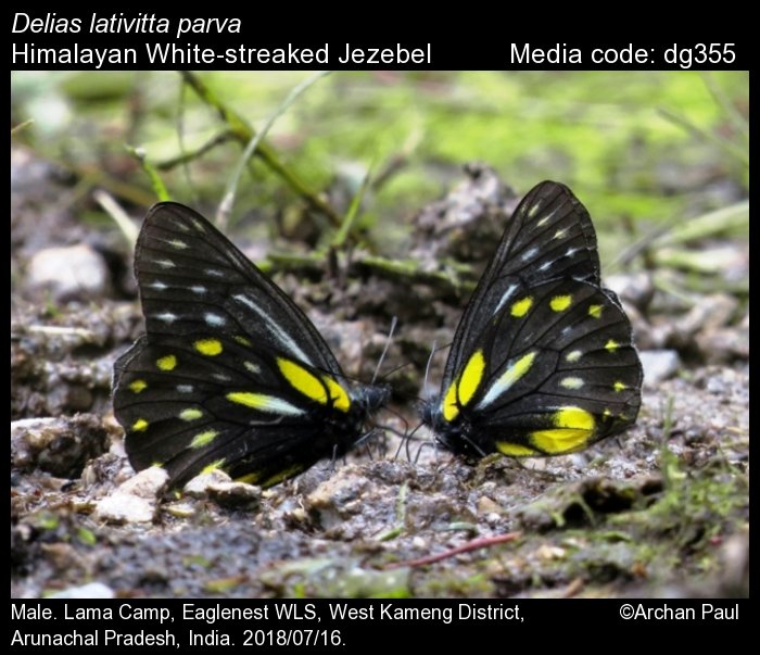 Schöne Fliegende Schmetterlinge, Leopard Lacewing Panited Jezebel