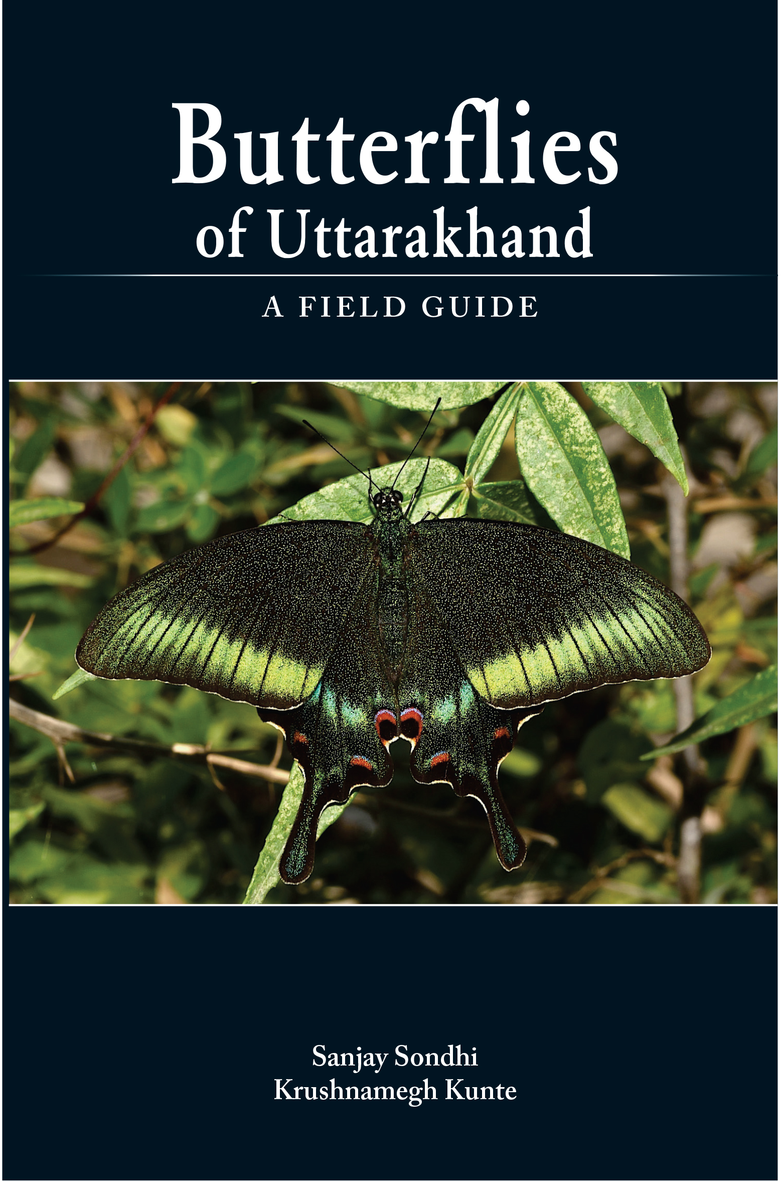 Butterflies of Uttarakhand