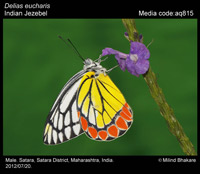 DeliasEucharis_MilindBhakare_aq815