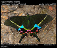 PapilioKrishna_ArjanBasuRoy_ca259