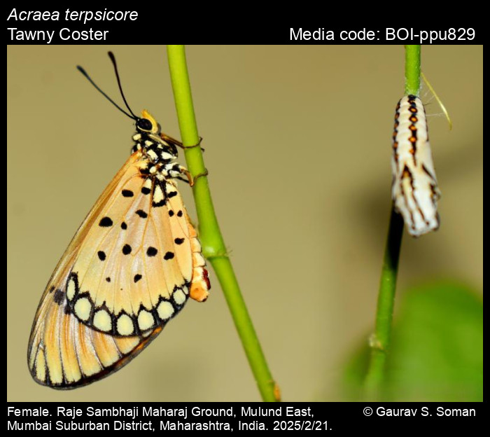 BOI-ppu829