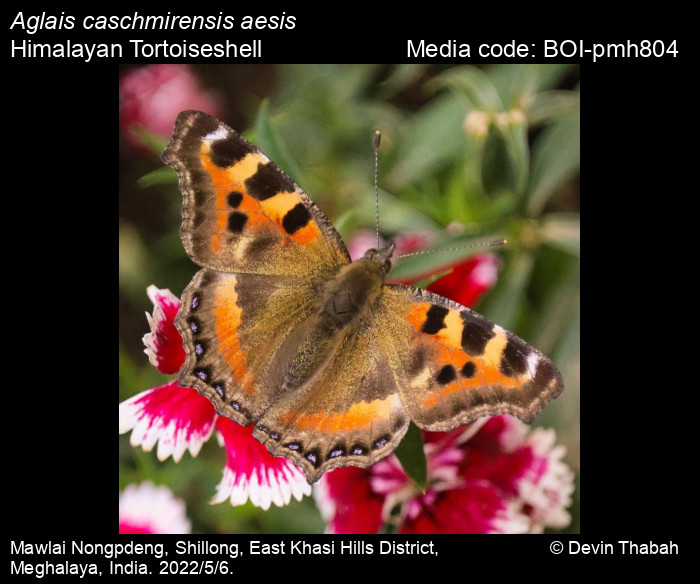 AGLAIS CASCHMIRENSIS ssp.AESIS**** female******NEPAL unmounted,papered 