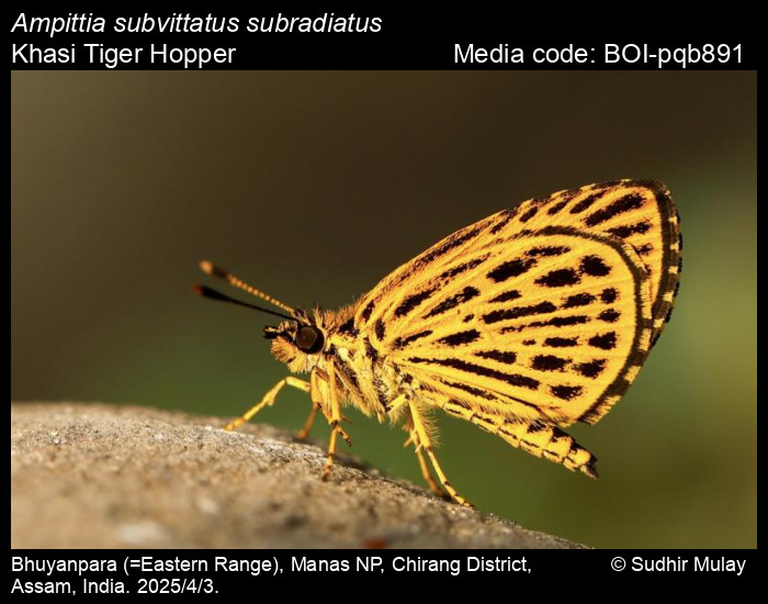 BOI-pqb891