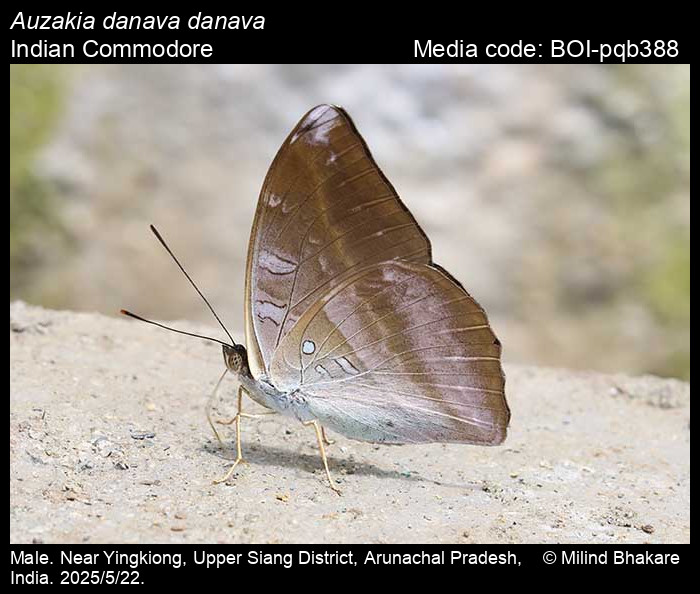 BOI-pqb388