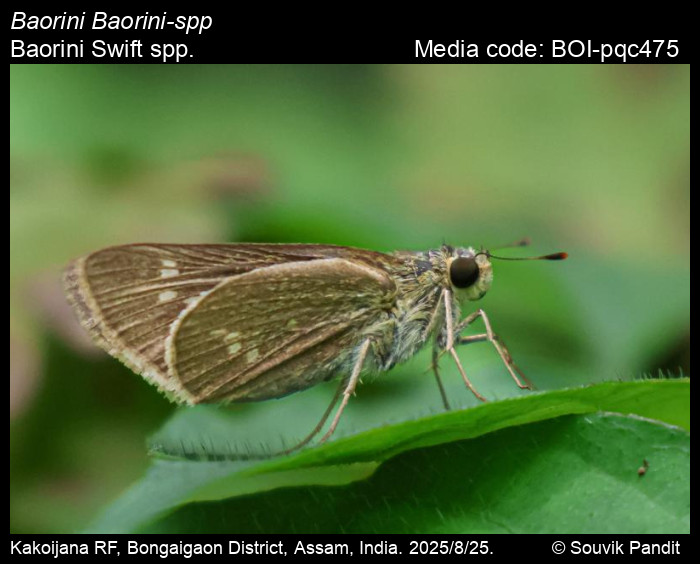 BOI-pqc475
