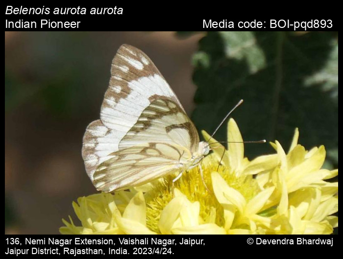 BOI-pqd893