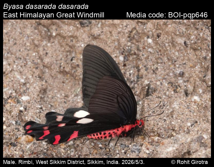 BOI-pqp646