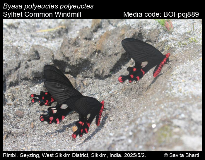 BOI-pqj889