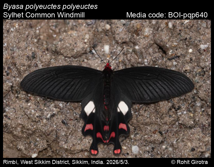 BOI-pqp640
