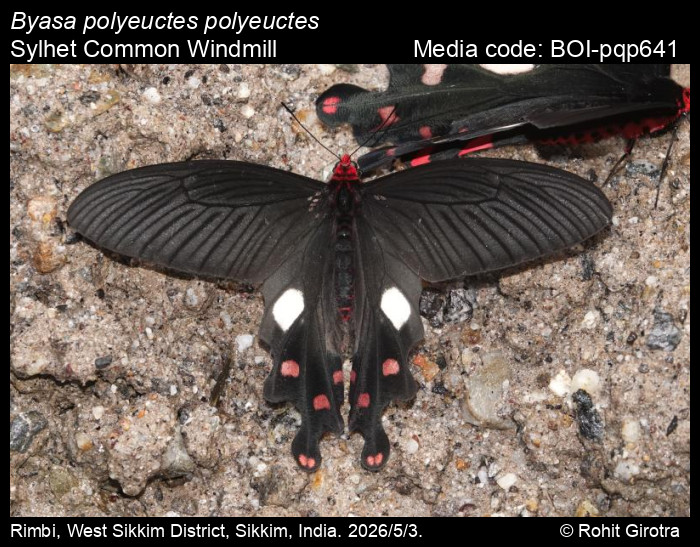 BOI-pqp641