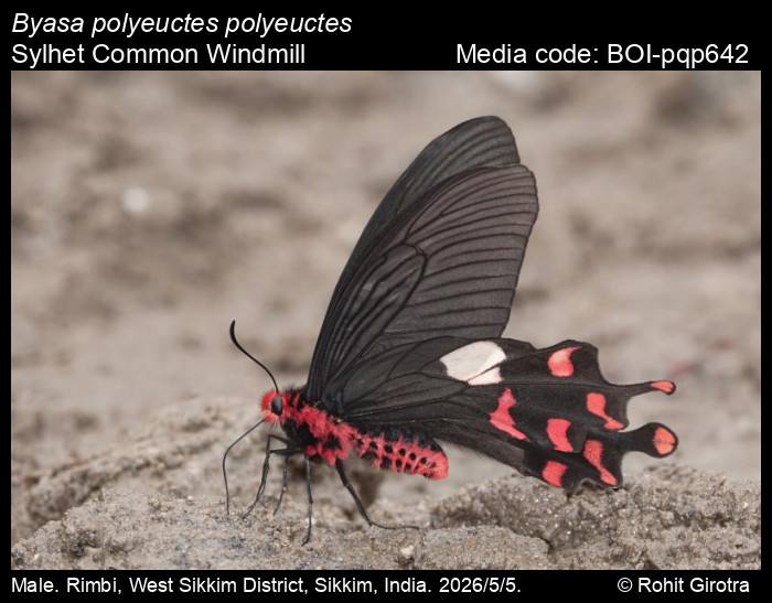 BOI-pqp642