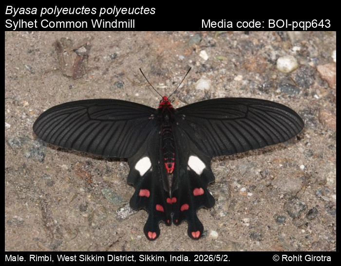 BOI-pqp643