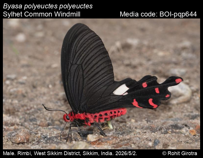 BOI-pqp644