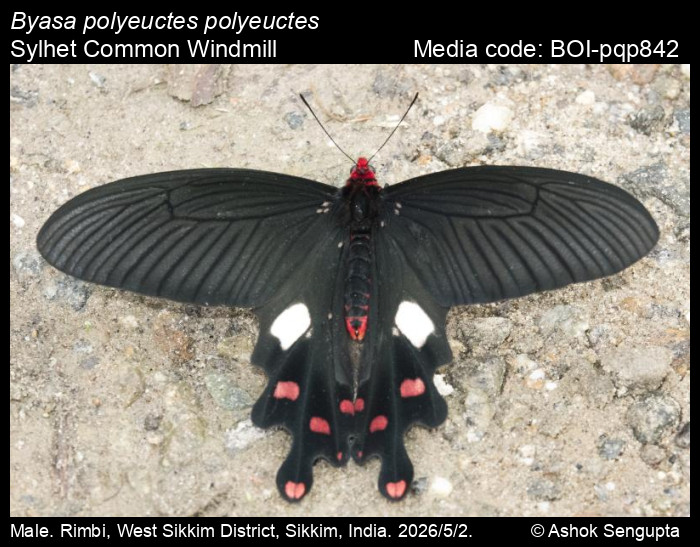 BOI-pqp842