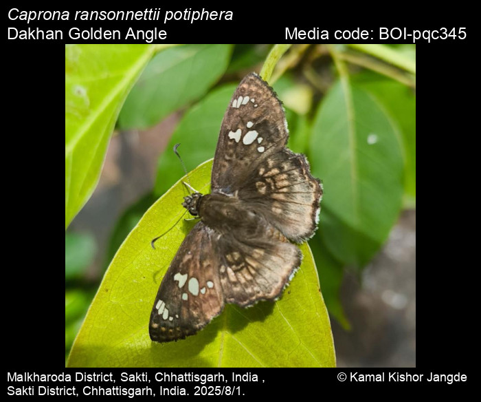 BOI-pqc345