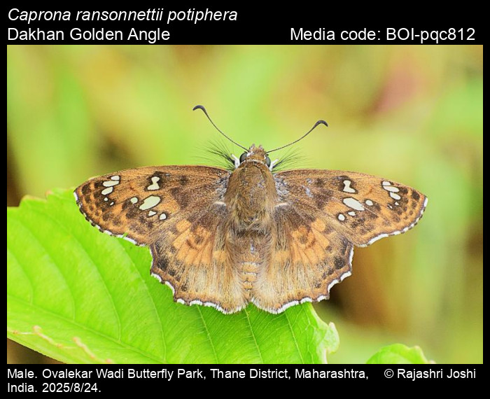 BOI-pqc812