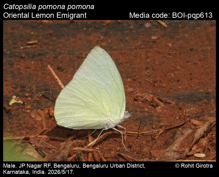 BOI-pqp613
