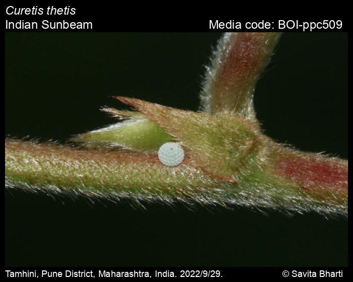 BOI-ppc509