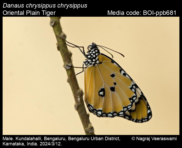BOI-ppb681