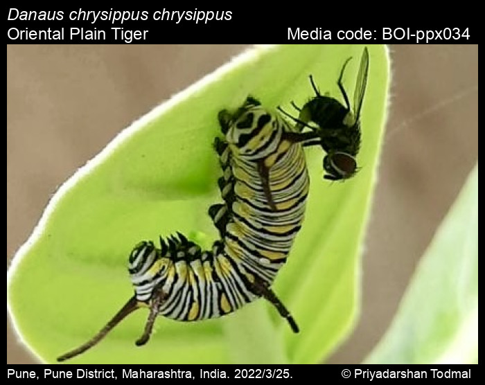 BOI-ppx034