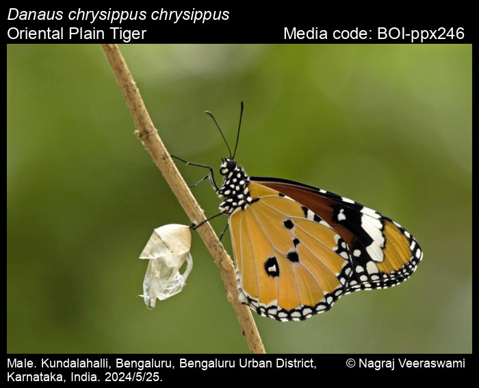BOI-ppx246