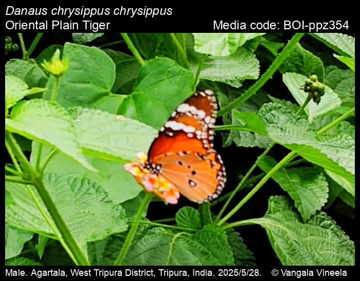 BOI-ppz354