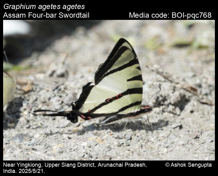 BOI-pqc768