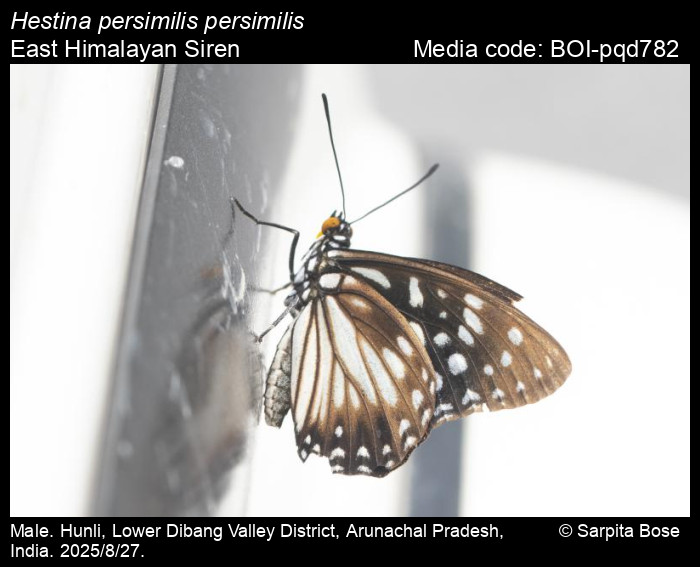 BOI-pqd782