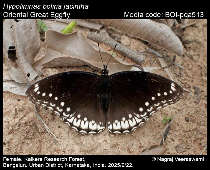 BOI-pqa513