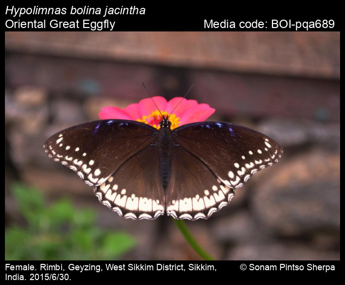 BOI-pqa689