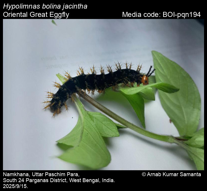 BOI-pqn194