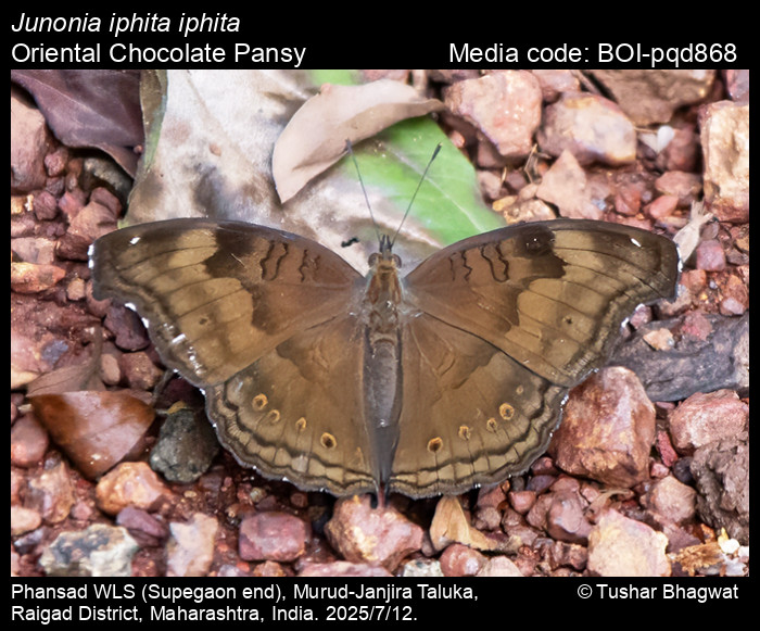 BOI-pqd868