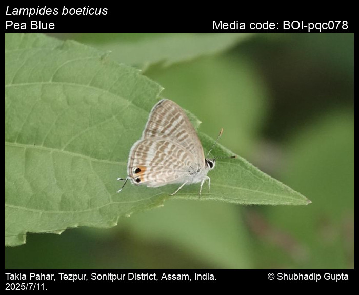 BOI-pqc078