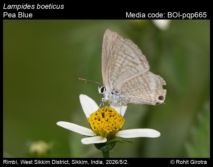 BOI-pqp665