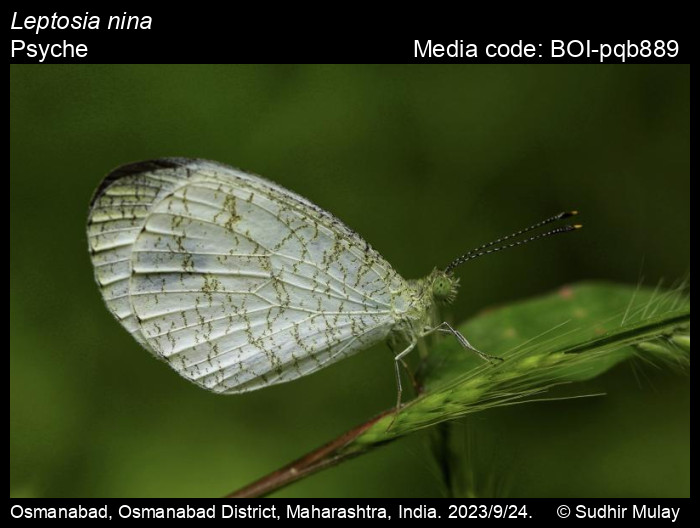BOI-pqb889